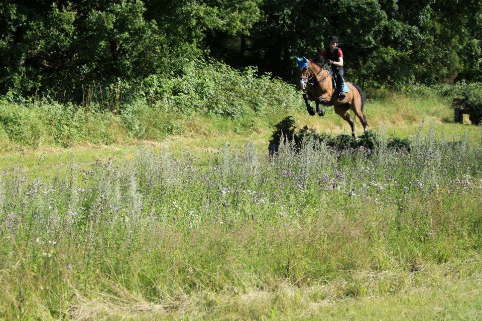 Hollandsk Varmblod Octopussy aka Pusle billede 4