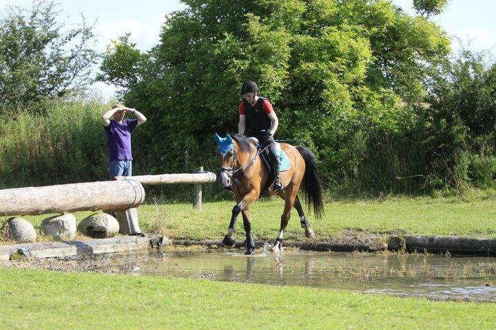 Hollandsk Varmblod Octopussy aka Pusle billede 5