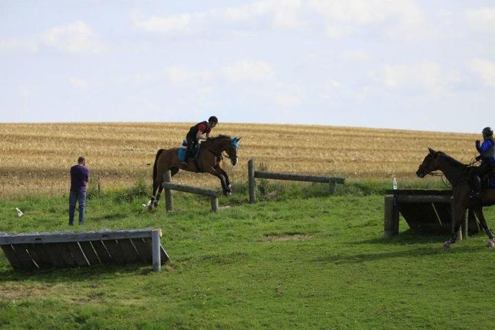 Hollandsk Varmblod Octopussy aka Pusle billede 9