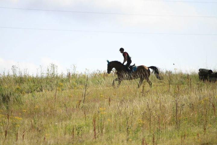 Hollandsk Varmblod Octopussy aka Pusle billede 13