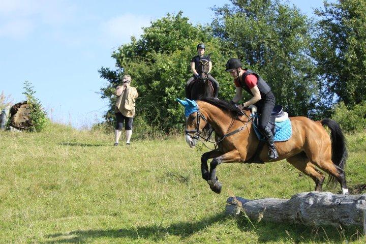 Hollandsk Varmblod Octopussy aka Pusle billede 3