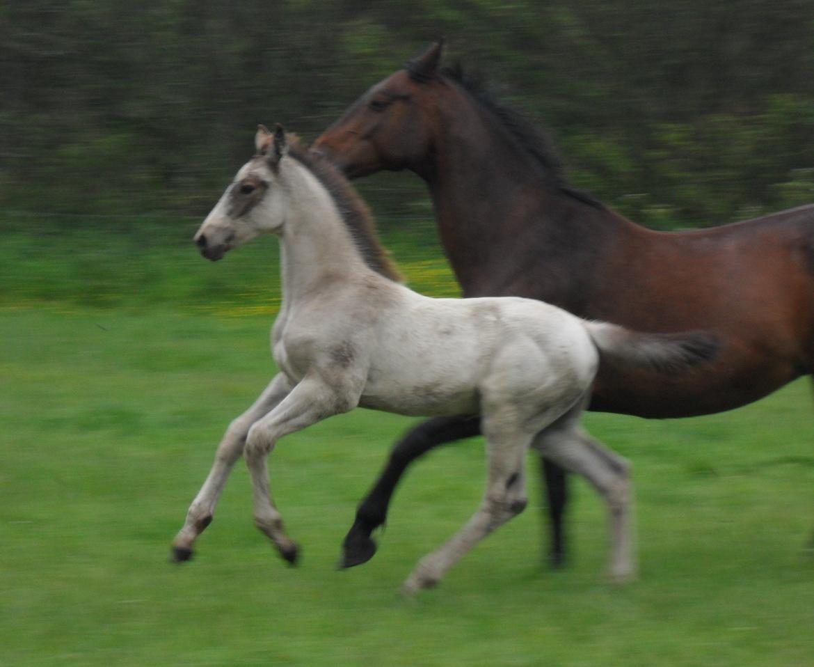 Anden særlig race Klitgaards Maximilian*R.I.P* billede 31