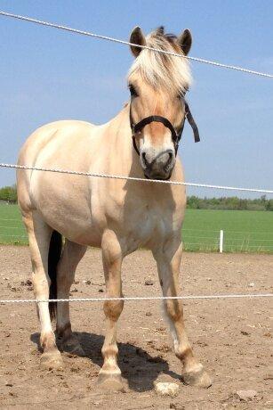Fjordhest Pelle Lønbjerg billede 2