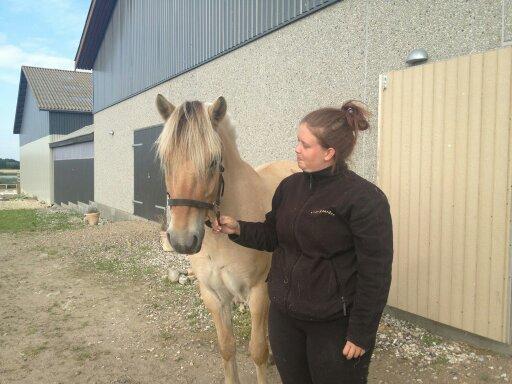 Fjordhest Pelle Lønbjerg billede 3
