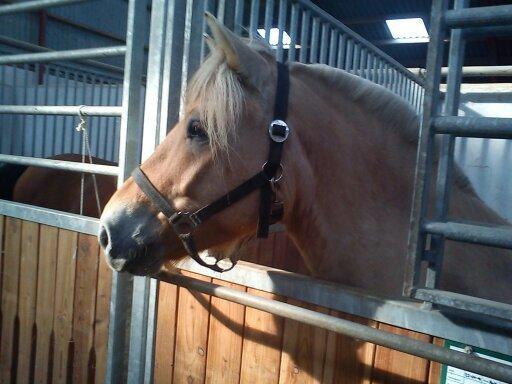 Fjordhest Pelle Lønbjerg billede 4