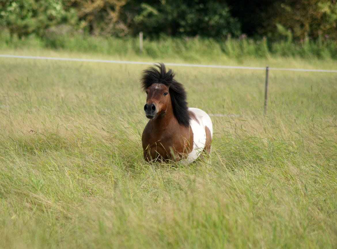 Shetlænder Rivaldo billede 10