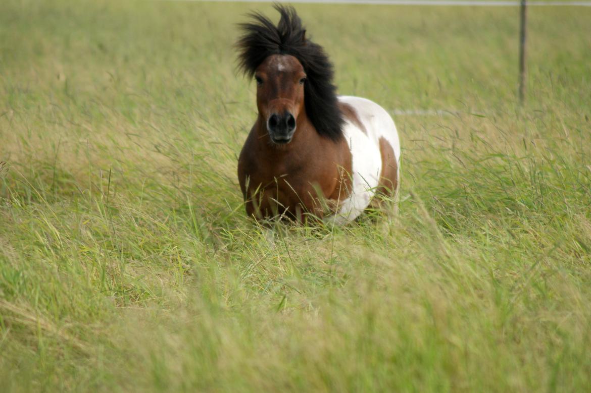Shetlænder Rivaldo billede 12