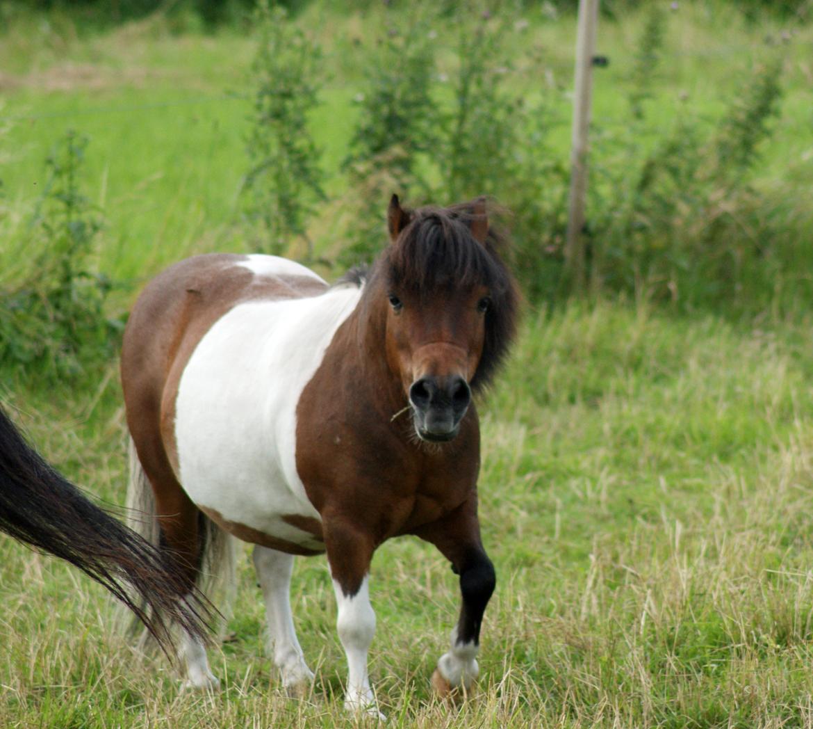 Shetlænder Rivaldo billede 11