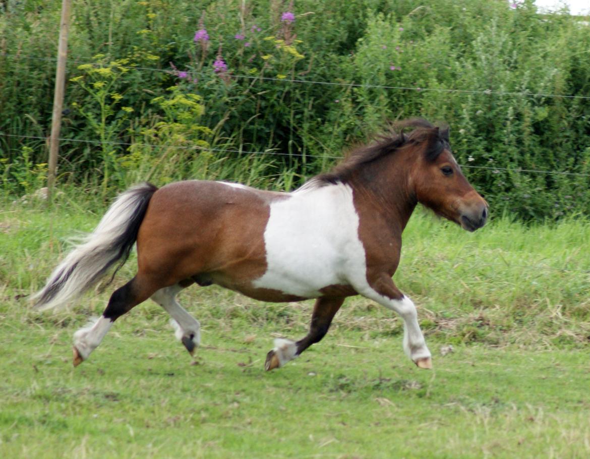Shetlænder Rivaldo billede 8