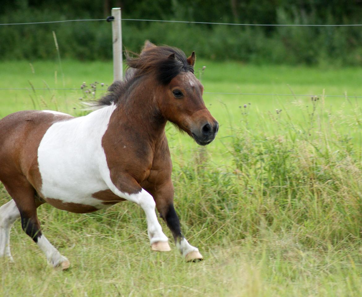 Shetlænder Rivaldo - Velkommen til Rivaldos profil. billede 1