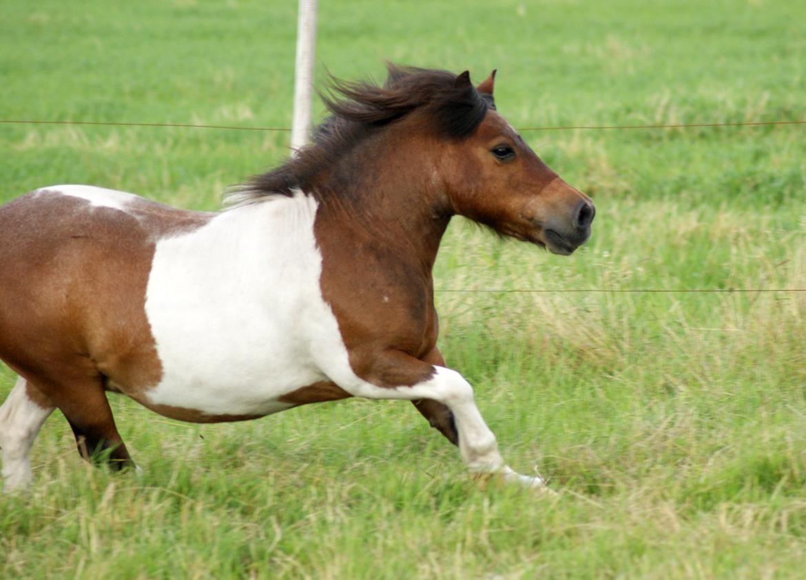 Shetlænder Rivaldo billede 9
