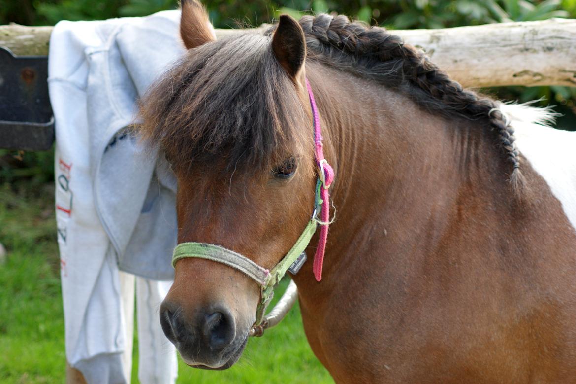 Shetlænder Rivaldo billede 2