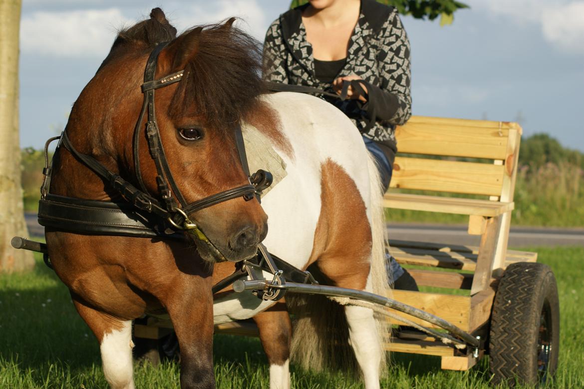 Shetlænder Rivaldo billede 3