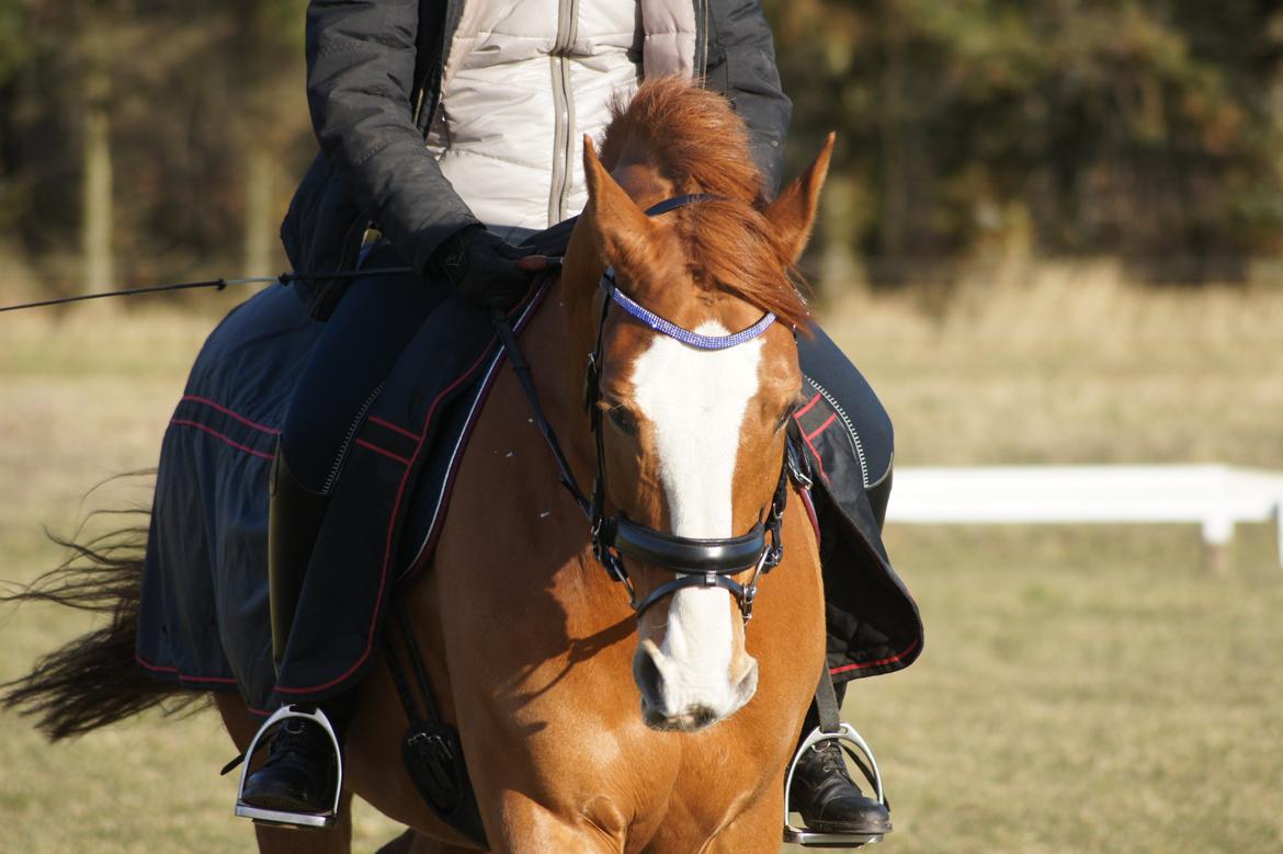 Dansk Varmblod Højbo's Debbi - Første udendørs trænings marts 2012 billede 2