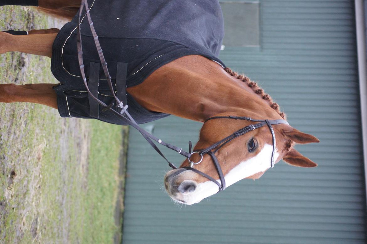 Dansk Varmblod Højbo's Debbi - Januar 2012 billede 3