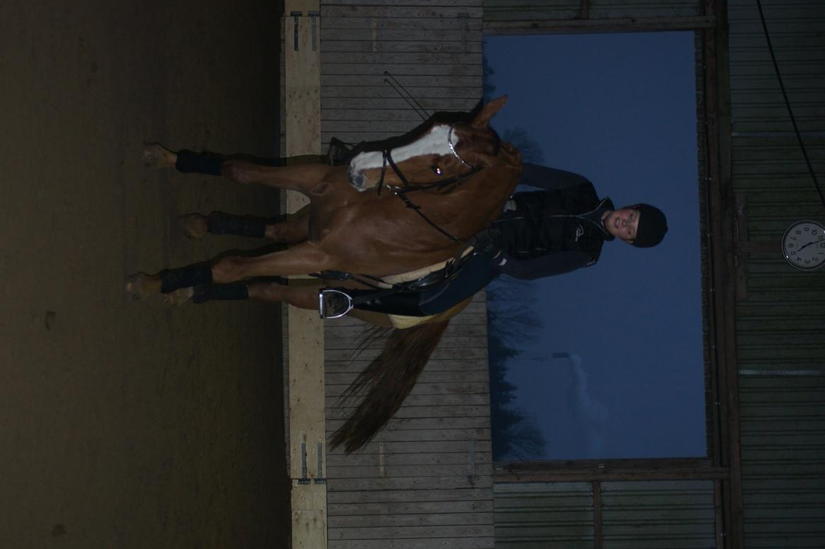 Dansk Varmblod Højbo's Debbi - Januar 2012
 billede 4