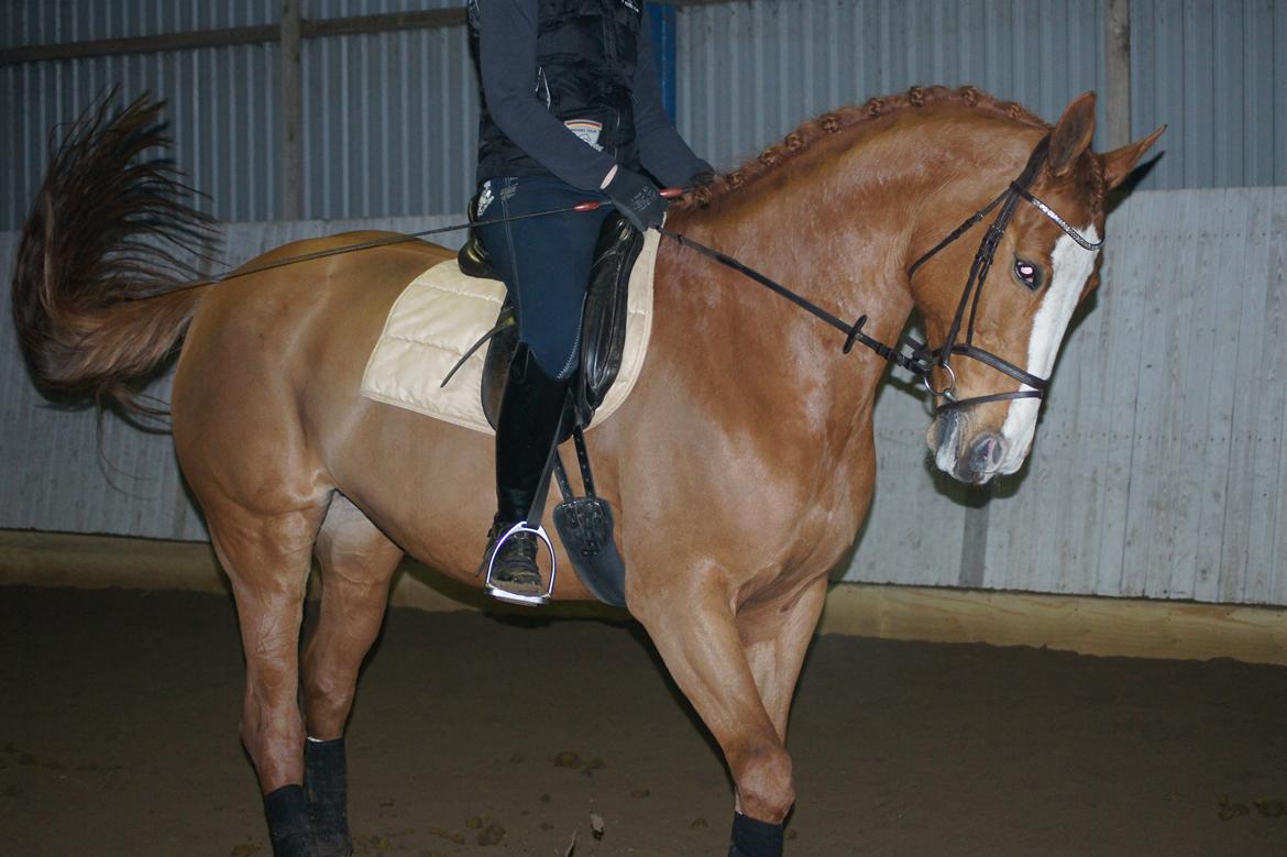 Dansk Varmblod Højbo's Debbi - Januar 2012 billede 6