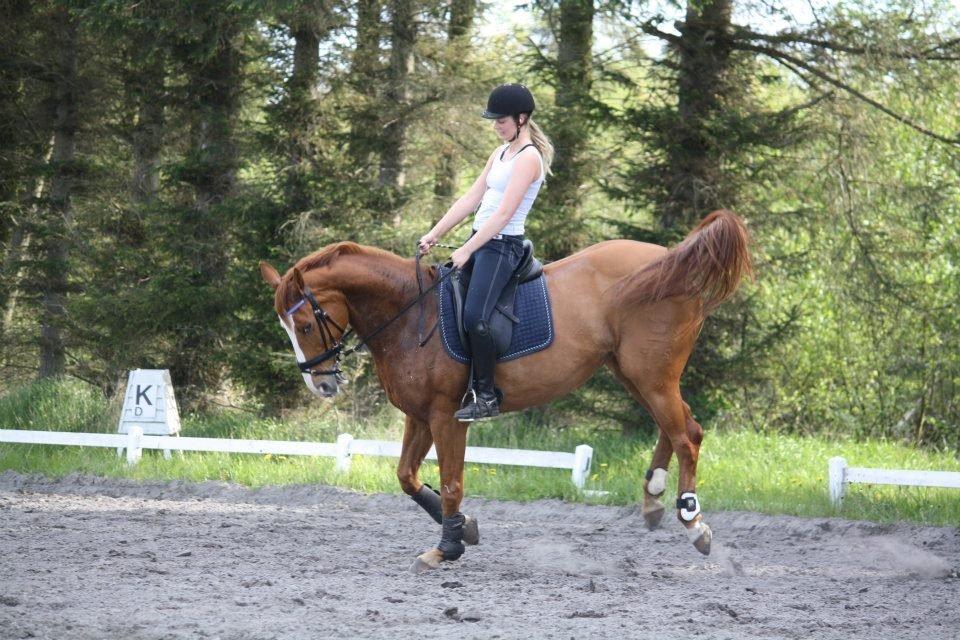 Dansk Varmblod Højbo's Debbi - Sommer 2012 - Skvebs i hopla :P billede 7