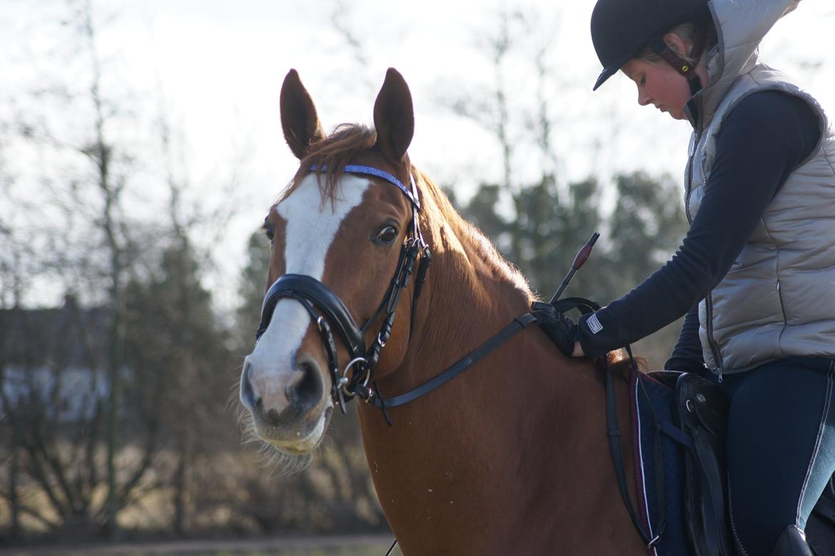 Dansk Varmblod Højbo's Debbi - Første udendørs træning marts 2012 billede 1