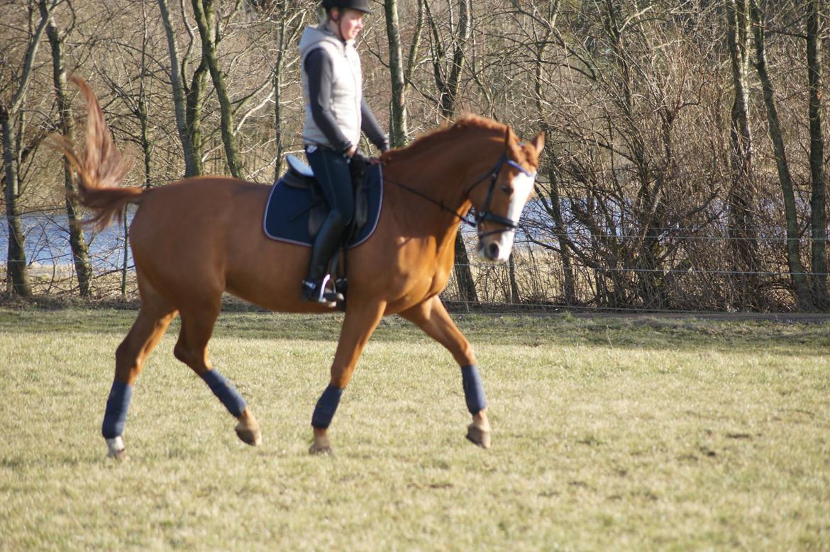 Dansk Varmblod Højbo's Debbi - Første udendørs træning marts 2012 billede 8