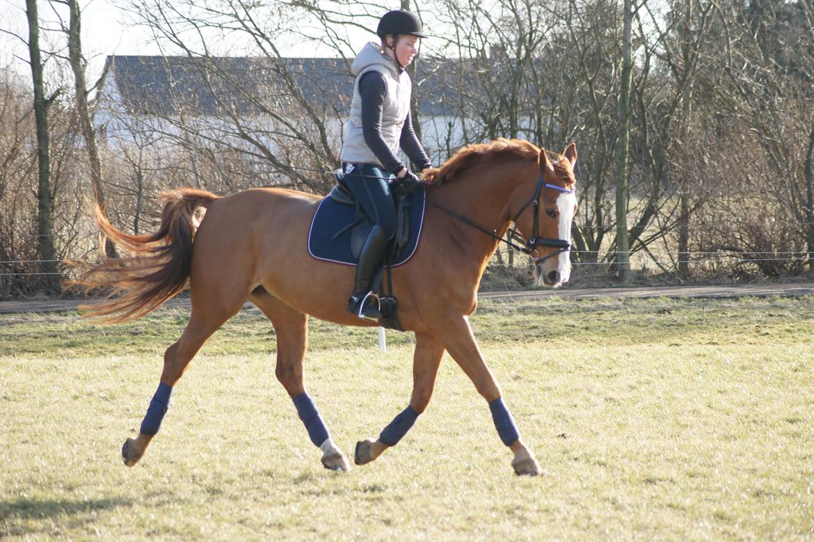 Dansk Varmblod Højbo's Debbi - Første udendørs træning marts 2012 billede 9
