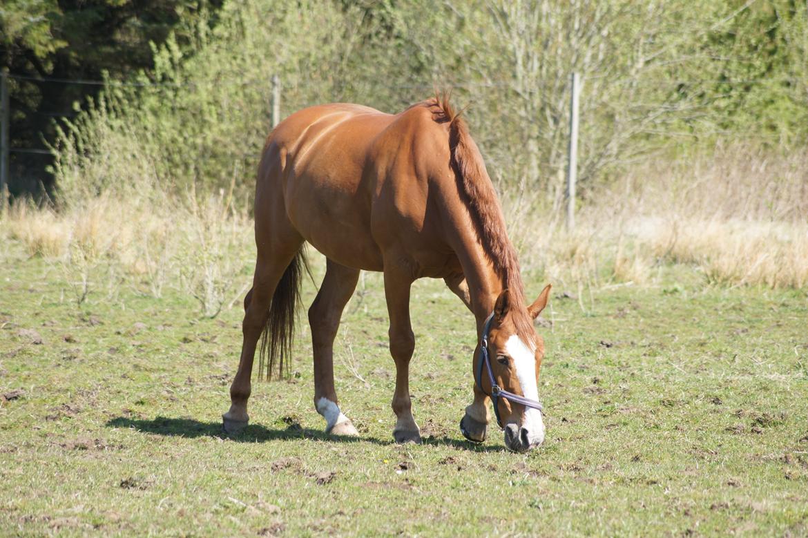 Dansk Varmblod Højbo's Debbi - Forår 2012 billede 10