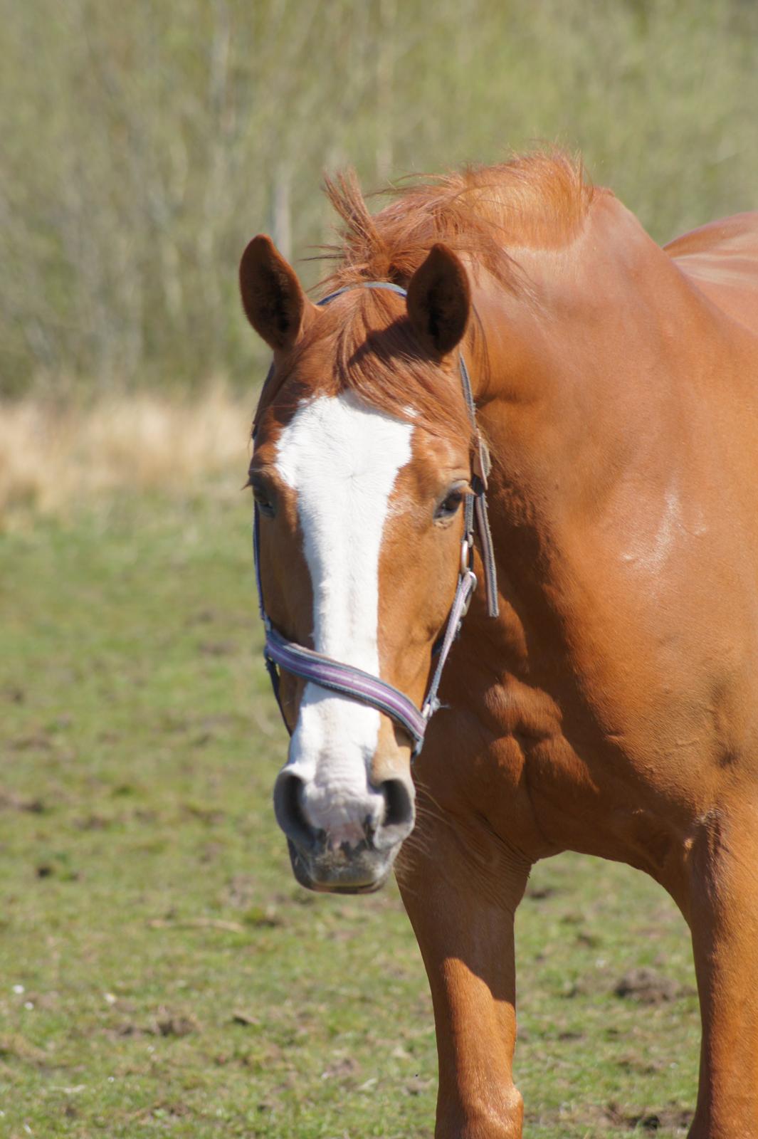 Dansk Varmblod Højbo's Debbi - Forår 2012 billede 11