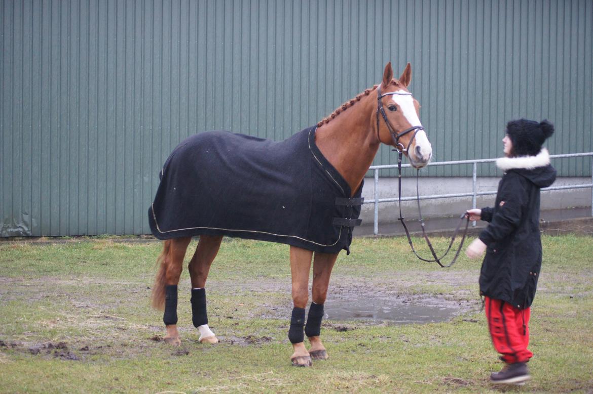 Dansk Varmblod Højbo's Debbi - Januar 2012 billede 12