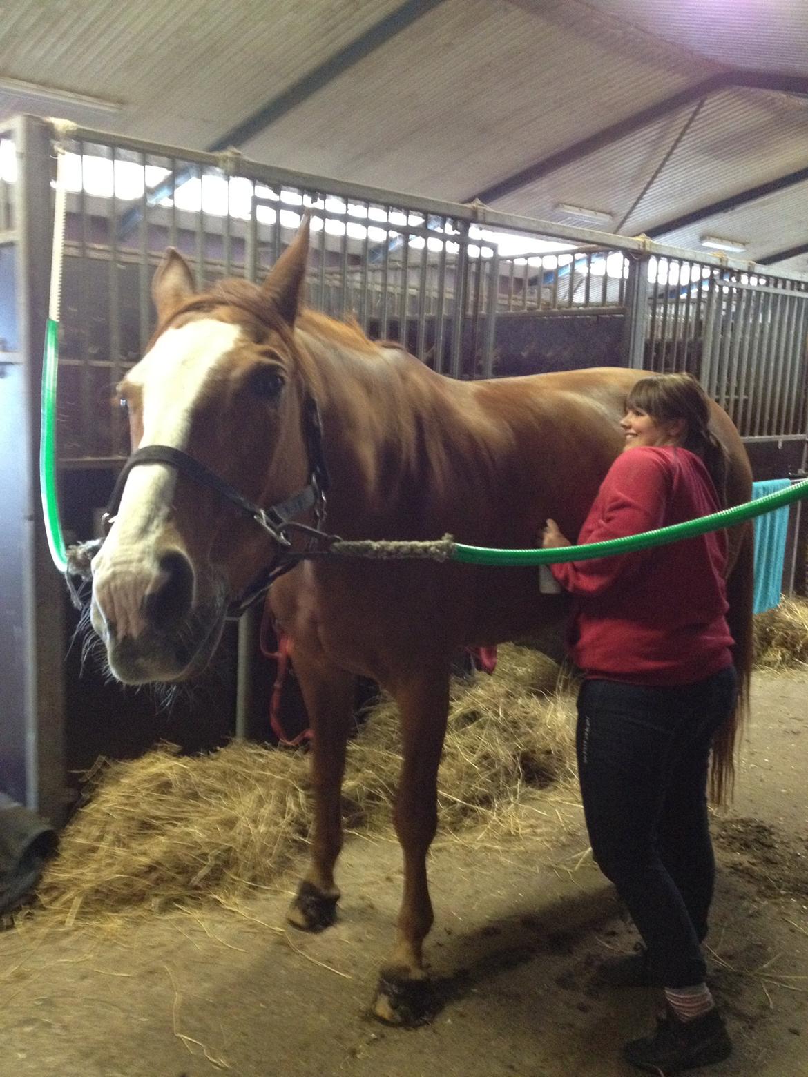 Dansk Varmblod Højbo's Debbi - Debs kan godt lide at blive kløet :D billede 13