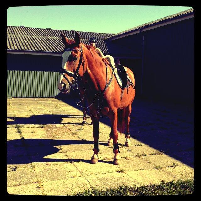 Dansk Varmblod Højbo's Debbi - Deb klar til strandtur - 24. juli 2012 billede 14