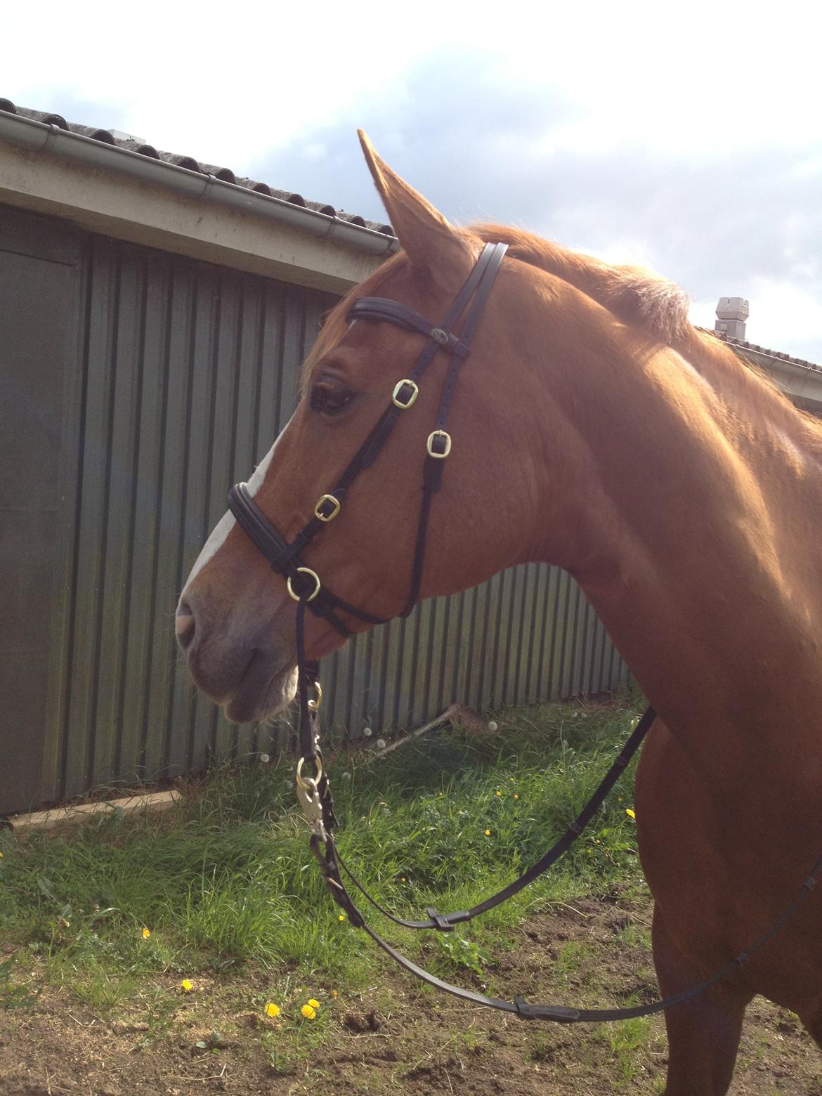 Dansk Varmblod Højbo's Debbi - Vi kan også ride bidløst - sommer 2012 billede 15