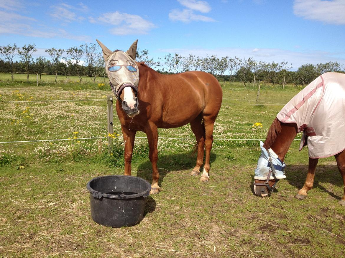 Dansk Varmblod Højbo's Debbi - Debs nyder det kolde vand efter en varm ridetur - juli 2012 billede 16