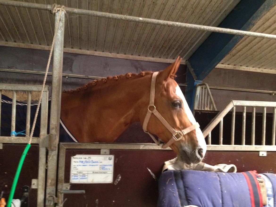 Dansk Varmblod Højbo's Debbi - Debbi flettet og klar til stævne 4. august 2012 billede 17