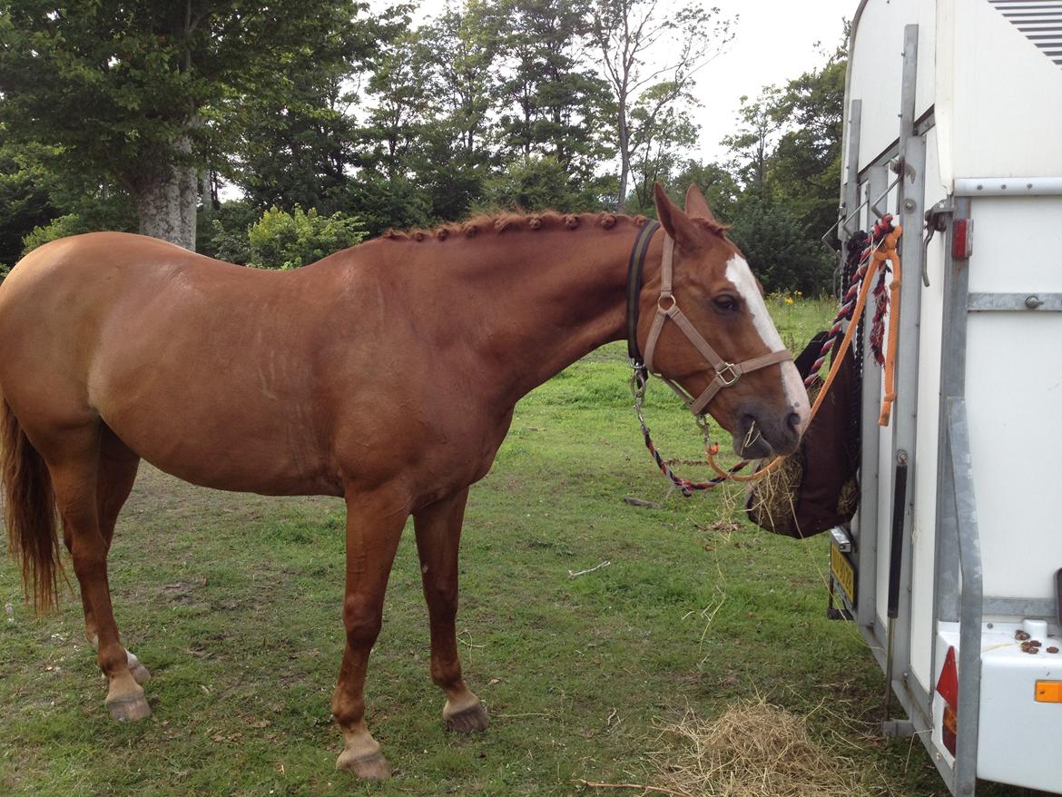 Dansk Varmblod Højbo's Debbi - Debbi slapper velfortjent af efter stævne, mens hun venter på de andre bliver færdige. 4. august 2012 billede 18