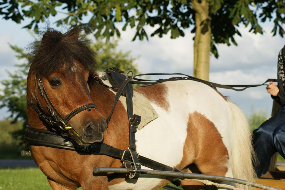 Shetlænder Rivaldo billede 4