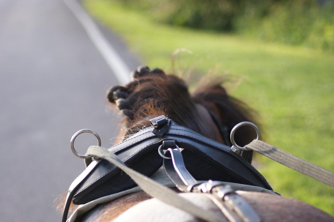 Shetlænder Rivaldo - Håber du nød turen gennem galleriet :-) billede 14