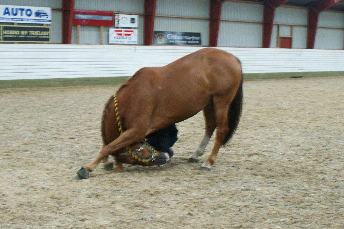 Dansk Varmblod Samwise gamgee - Jaja..Bare fordi stamtavlen siger fin dressurhest, betyder det ikke man, at man ikke også kan være en fin lille cirkushest!;-) Ærgeligt min mor ikke lige er verdens bedste fotograf, og fanger ham hvor hans højre forben går ud, men det er da et nogenlunde  billede 16