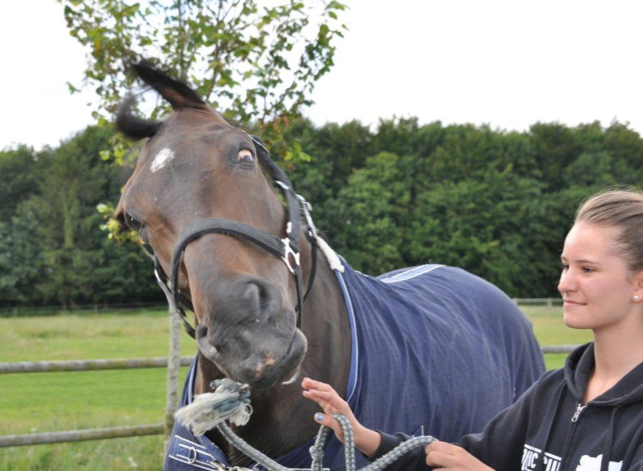 Hollandsk Varmblod Cavour - Waaa, jeg er altså en faaarlig hest!!  billede 11