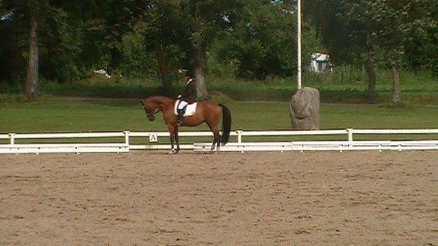 Dansk Varmblod Anica Møllebjerg - Vosk dressur stævne LB1 
2011 billede 2