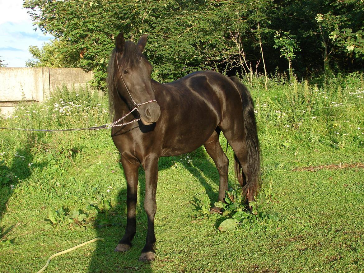Anden særlig race Troja - Solgt  billede 1