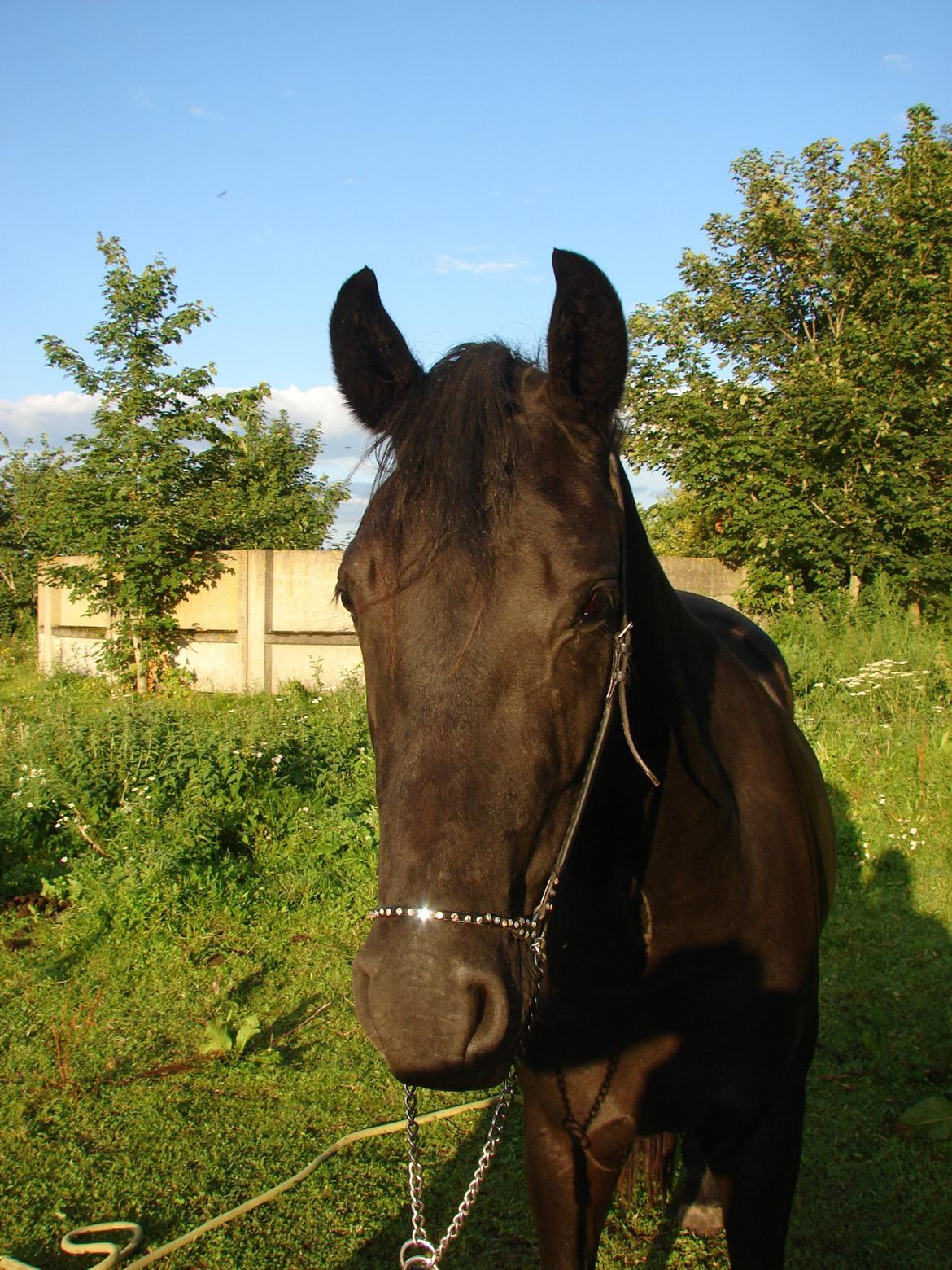 Anden særlig race Troja - Solgt  billede 2