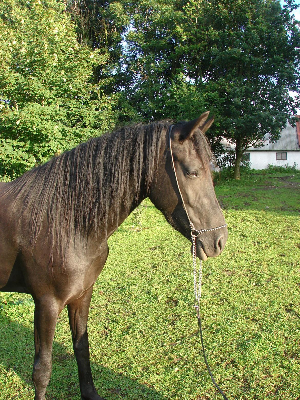 Anden særlig race Troja - Solgt  billede 3