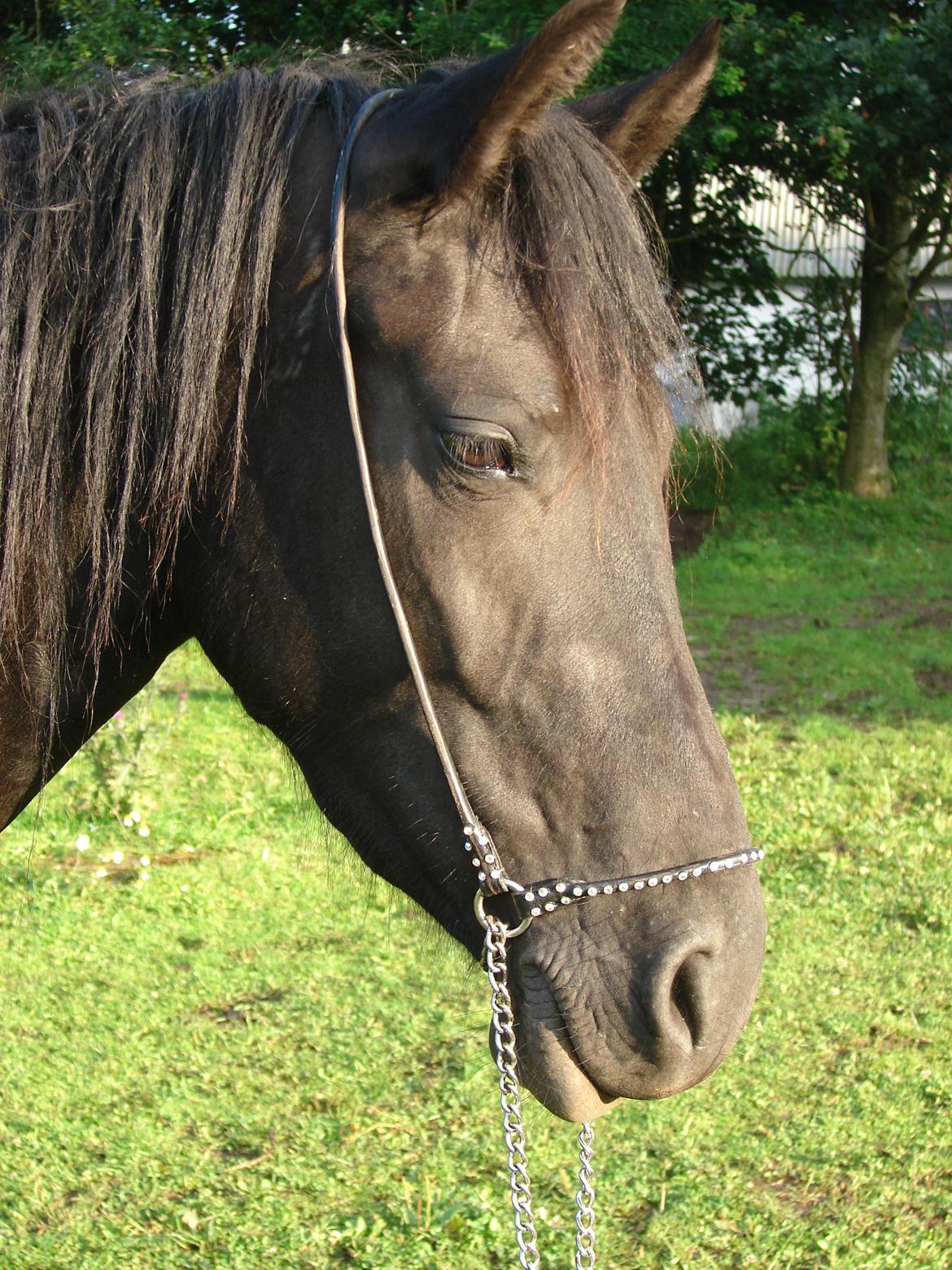 Anden særlig race Troja - Solgt  billede 4