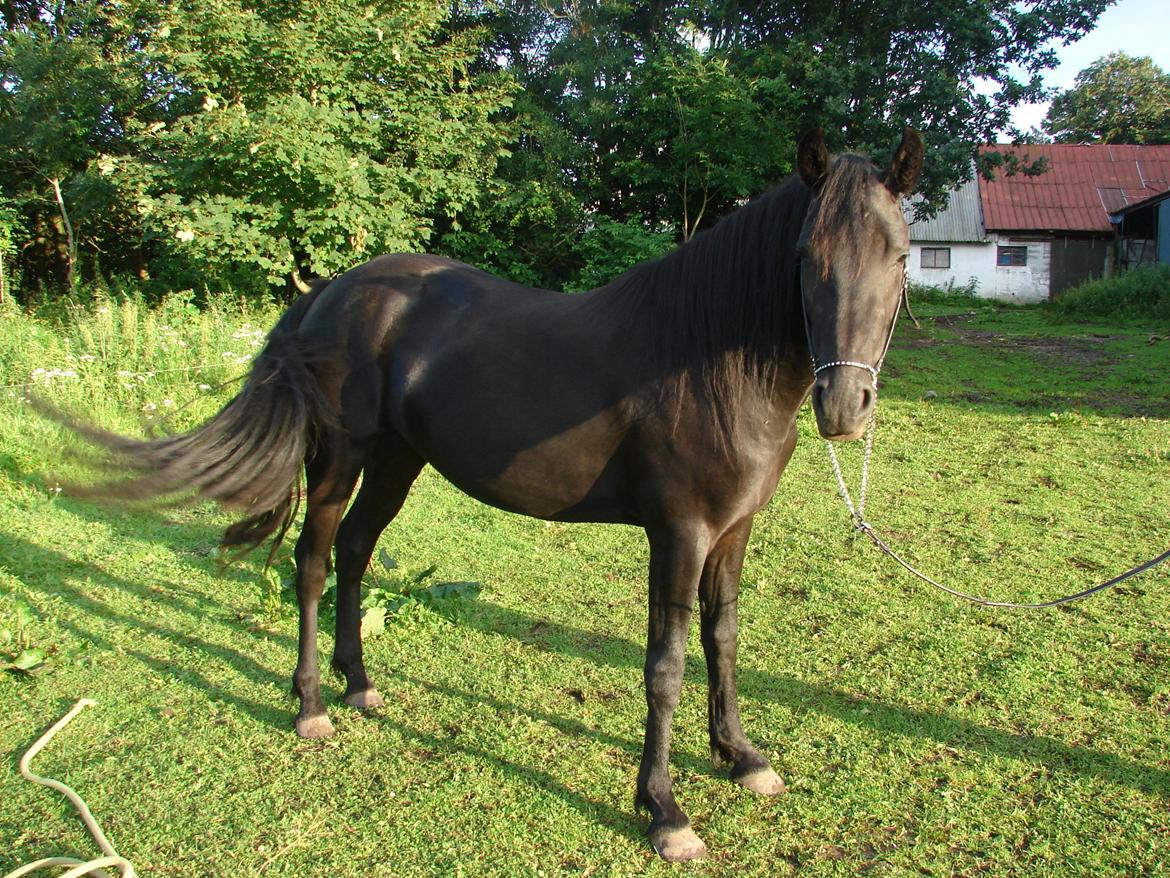 Anden særlig race Troja - Solgt  billede 5