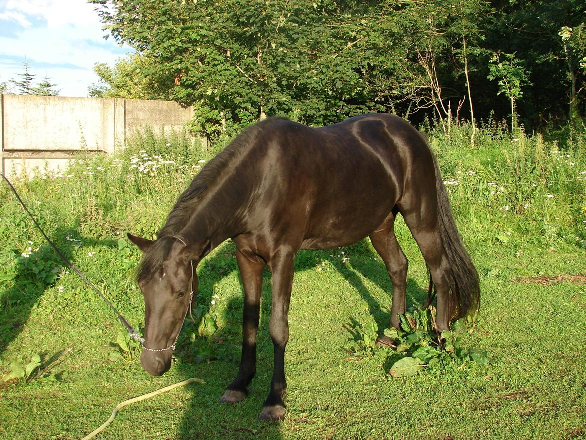 Anden særlig race Troja - Solgt  billede 6