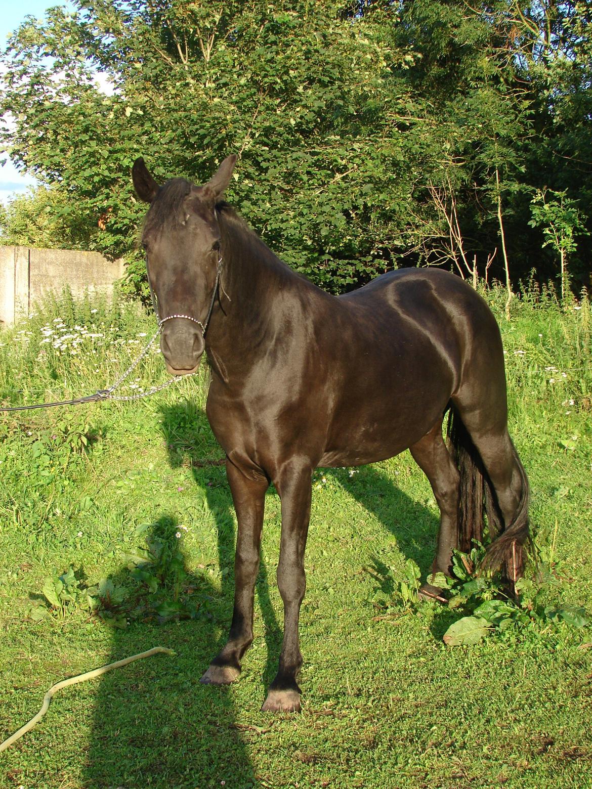 Anden særlig race Troja - Solgt  billede 7
