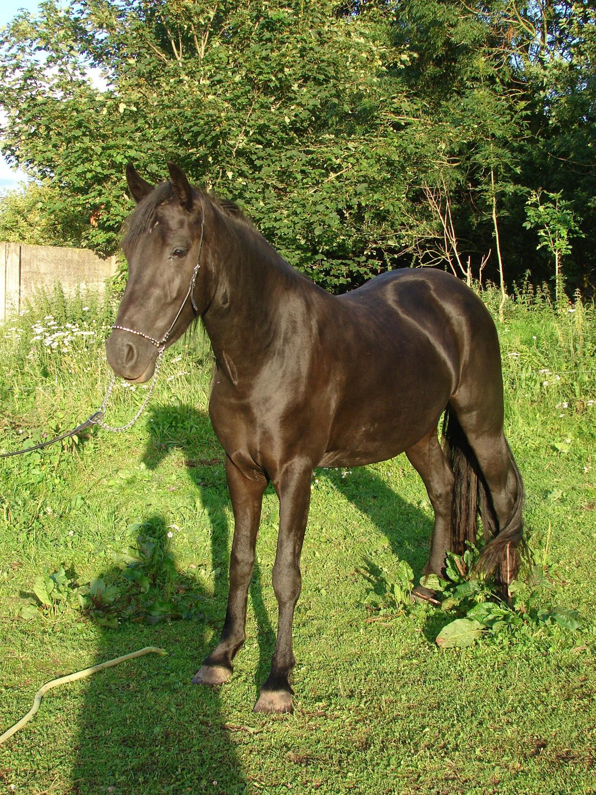 Anden særlig race Troja - Solgt  billede 8