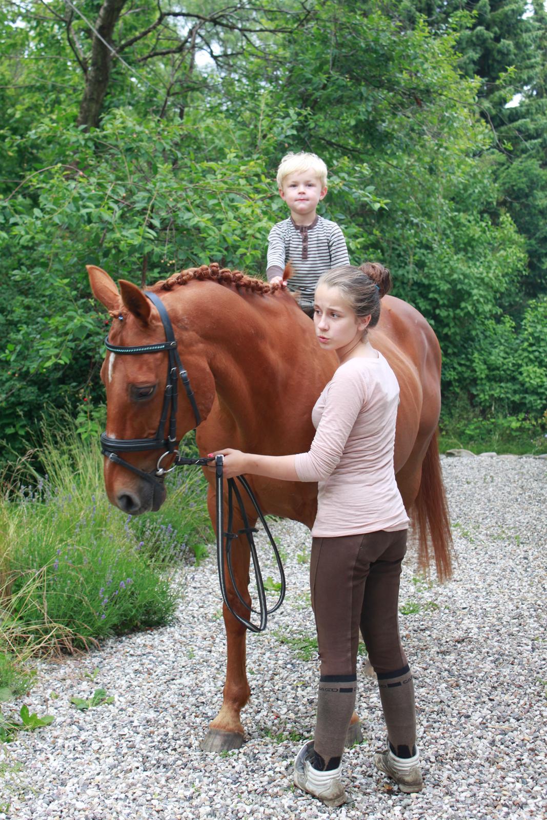 Hollandsk Sportspony Clausen billede 2