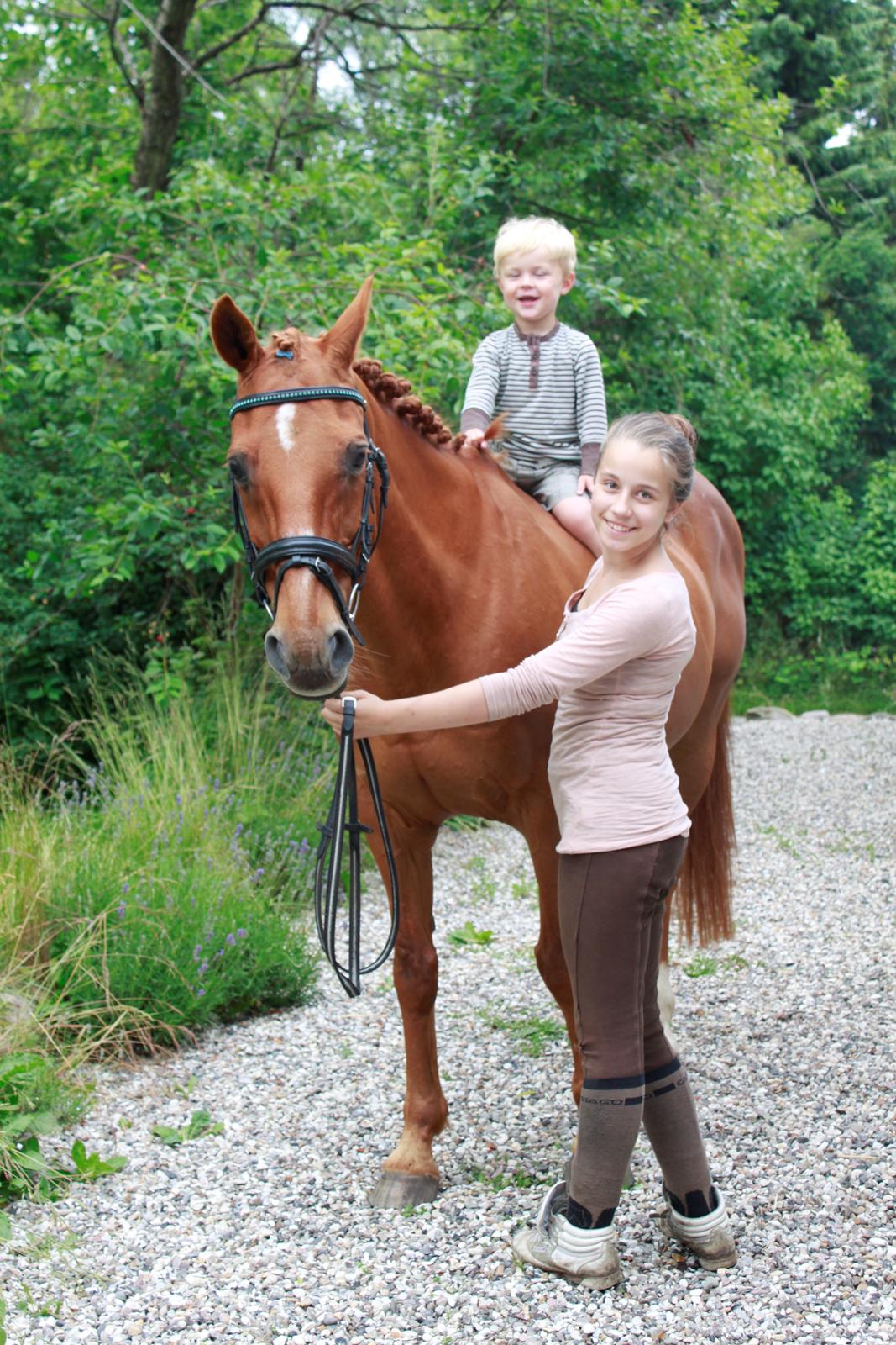 Hollandsk Sportspony Clausen billede 4