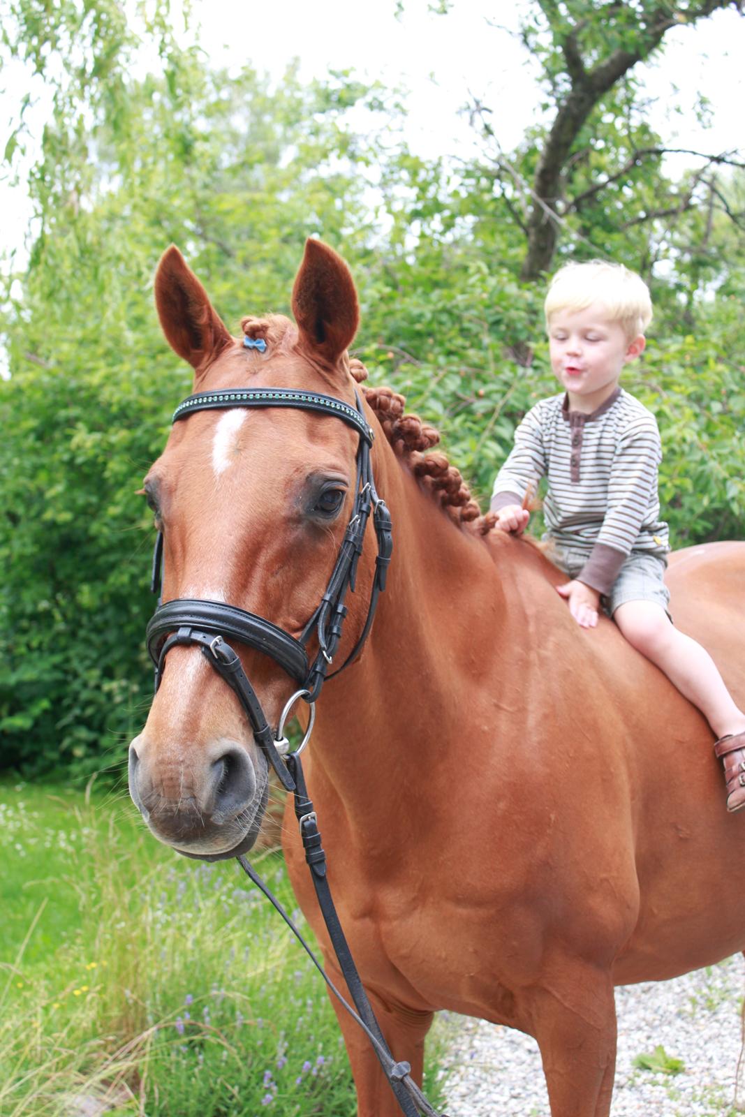 Hollandsk Sportspony Clausen billede 3